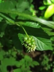 Lantana achyranthifolia
