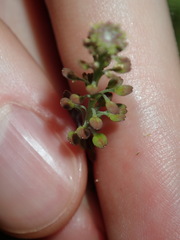 Lepidium africanum