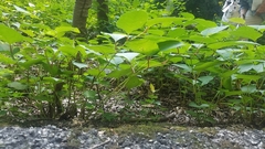 Reynoutria × bohemica