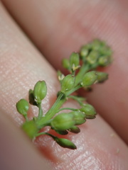 Lepidium africanum