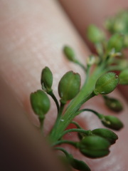 Lepidium africanum