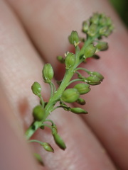 Lepidium africanum