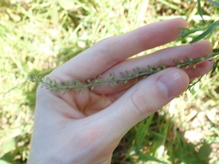 Lepidium africanum