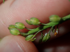 Lepidium africanum