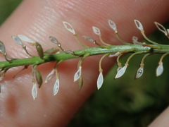 Lepidium africanum