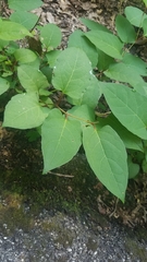 Reynoutria × bohemica