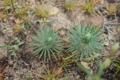 Psammotropha myriantha