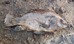 Oreochromis