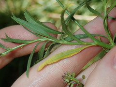 Lepidium africanum