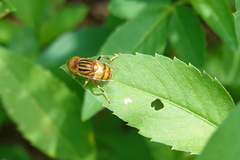 Eristalinus