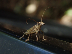 Temnosternus planiusculus