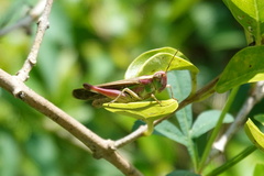 Aiolopus thalassinus tamulus