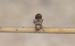 Trixoscelis obscurella