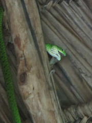 Philothamnus punctatus