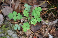 Chelidonium majus