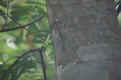 Draco melanopogon