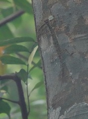 Draco melanopogon