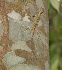 Draco melanopogon