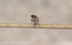 Trixoscelis obscurella