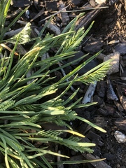 Sclerochloa dura