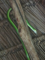 Philothamnus punctatus