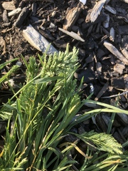 Sclerochloa dura