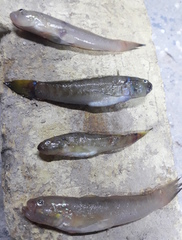 Acentrogobius dayi
