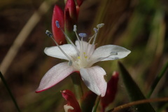 Oxygonum dregeanum