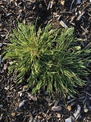 Sclerochloa dura