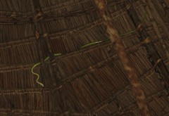 Philothamnus punctatus