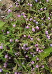 Cyanotis fasciculata