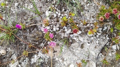 Drosanthemum intermedium