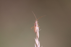 Stenodema laevigata