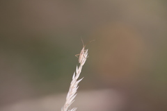 Stenodema laevigata
