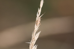 Stenodema laevigata