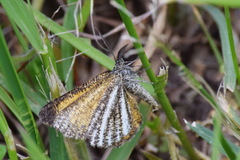 Isturgia limbaria