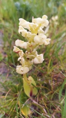 Pterygodium volucris