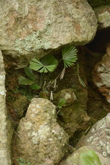 Actiniopteris radiata