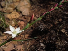 Oxygonum dregeanum