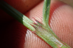 Oxygonum dregeanum
