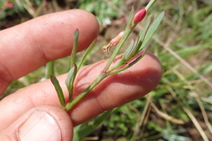 Oxygonum dregeanum