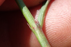 Oxygonum dregeanum
