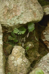 Actiniopteris radiata