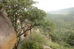 Albizia amara