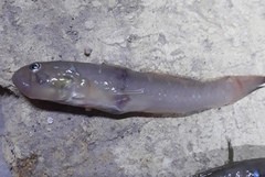Acentrogobius dayi