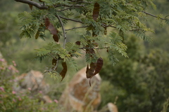 Albizia amara