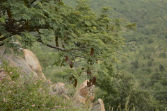 Albizia amara