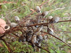 Eucalyptus cladocalyx