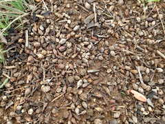 Eucalyptus cladocalyx