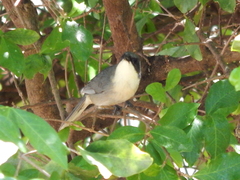 Microspingus cinereus